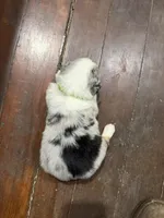 Lime , a female Australian Shepherd for sale in Greenwood, ME – Photo 2 of 2
