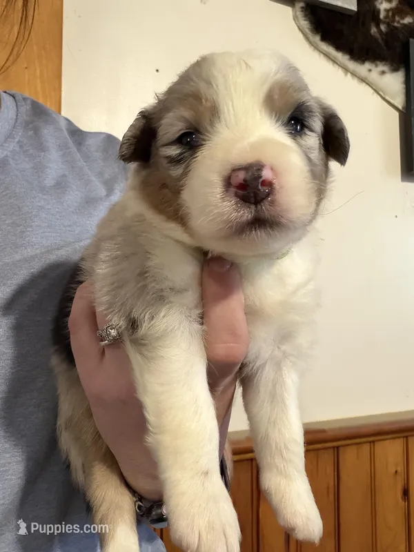Lime  – Australian Shepherd puppy for sale in Greenwood, ME