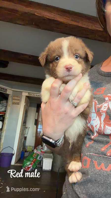 Red – Australian Shepherd puppy for sale in Greenwood, ME
