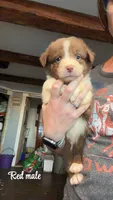 Red, a male Australian Shepherd for sale in Greenwood, ME – 1 of 1