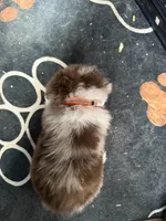 Orange, a male Australian Shepherd for sale in Greenwood, ME – Photo 2 of 2