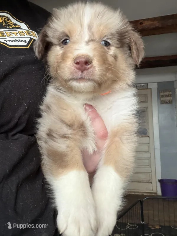 Orange, a male Australian Shepherd for sale in Greenwood, ME – Photo 1 of 2