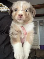 Orange, a male Australian Shepherd for sale in Greenwood, ME – Photo 1 of 2