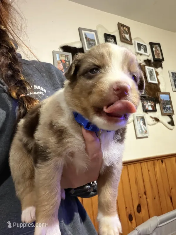 Blue – Australian Shepherd puppy for sale in Greenwood, ME