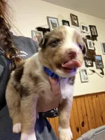Blue, a male Australian Shepherd for sale in Greenwood, ME – Photo 1 of 3