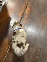 Blue, a male Australian Shepherd for sale in Greenwood, ME – Photo 2 of 3