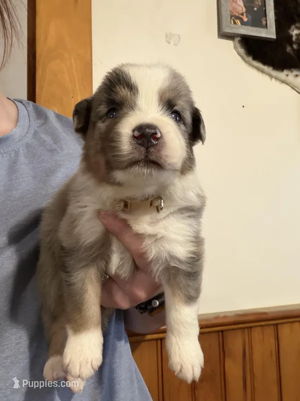 Tan – Australian Shepherd puppy for sale in Greenwood, ME