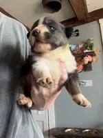 Yellow, a male Australian Shepherd for sale in Greenwood, ME – 2 of 3