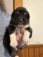 Purple, a female Australian Shepherd for sale in Greenwood, ME – Photo 1 of 2