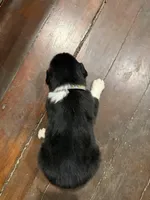 Purple, a female Australian Shepherd for sale in Greenwood, ME – Photo 2 of 2