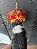 Blue, a male Australian Shepherd for sale in Greenwood, ME – 2 of 2