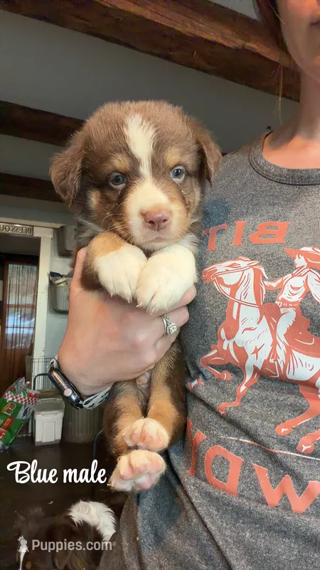 Blue – Australian Shepherd puppy for sale in Greenwood, ME