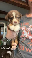Blue, a male Australian Shepherd for sale in Greenwood, ME – 1 of 1