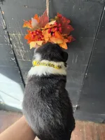 Yellow, a male Australian Shepherd for sale in Greenwood, ME – 3 of 3