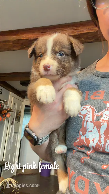 Light pink  – Australian Shepherd puppy for sale in Greenwood, ME