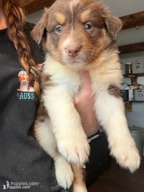 Pink – Australian Shepherd puppy for sale in Greenwood, ME