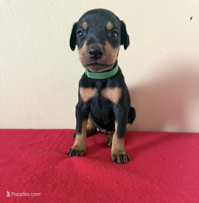 puppy 1 – Doberman Pinscher puppy for sale in Trenton, TN