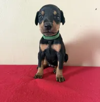 puppy 1, a female Doberman Pinscher for sale in Trenton, TN – 1 of 1