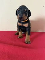 puppy5, a male Doberman Pinscher for sale in Trenton, TN – 1 of 1