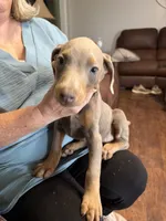 puppy 4, a female Doberman Pinscher for sale in Trenton, TN – 2 of 2