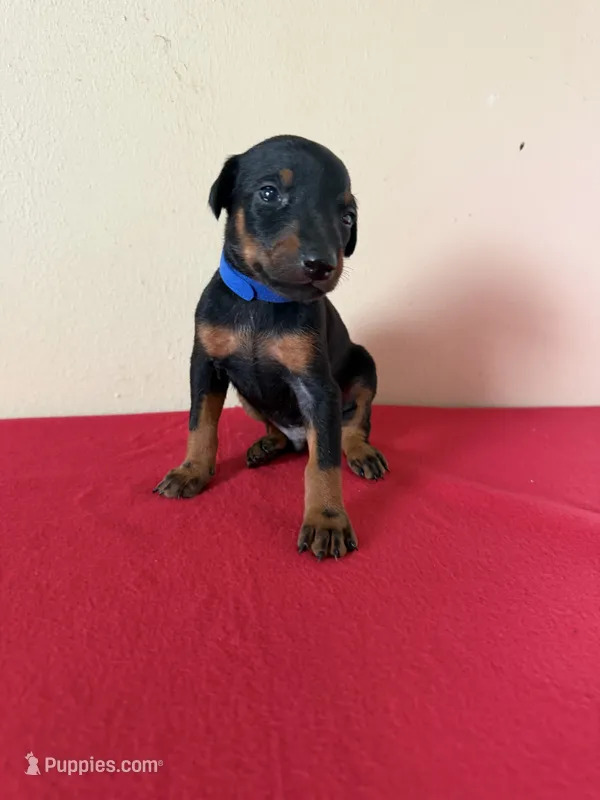 puppy 7 – Doberman Pinscher puppy for sale in Trenton, TN