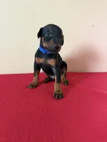 puppy 7, a male Doberman Pinscher for sale in Trenton, TN – 1 of 1