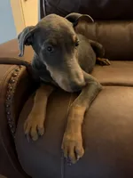 Blue Puppy , a female Doberman Pinscher for sale in Trenton, TN – 7 of 7