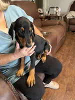 puppy 10, a female Doberman Pinscher for sale in Trenton, TN – 2 of 2