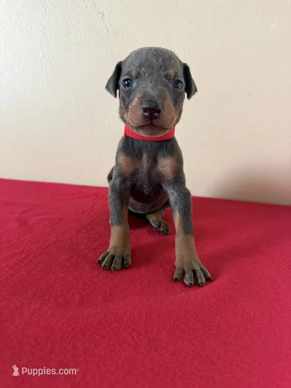 puppy 8 – Doberman Pinscher puppy for sale in Trenton, TN