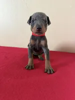 puppy 8, a female Doberman Pinscher for sale in Trenton, TN – 1 of 1