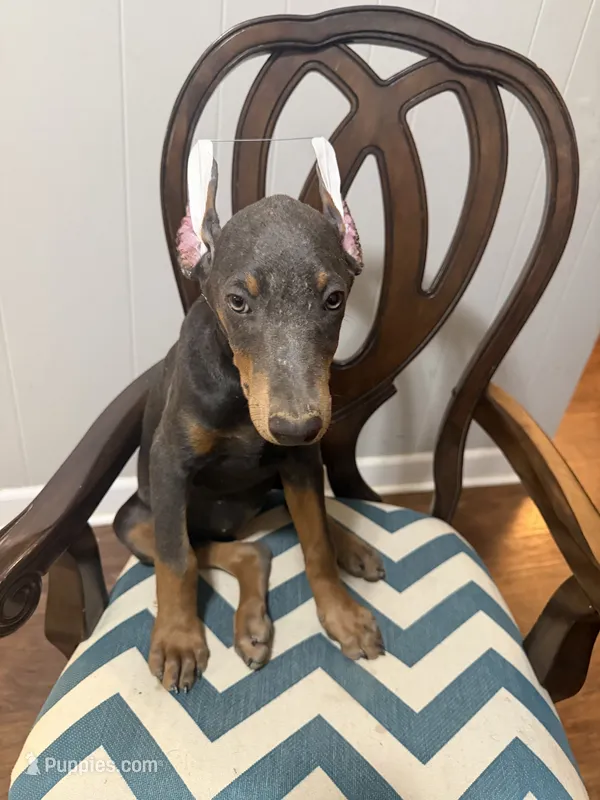 Blue Puppy  – Doberman Pinscher puppy for sale in Trenton, TN