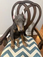 Blue Puppy , a female Doberman Pinscher for sale in Trenton, TN – 1 of 4