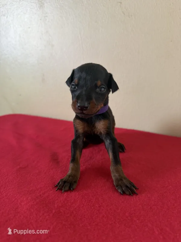 puppy 2 – Doberman Pinscher puppy for sale in Trenton, TN
