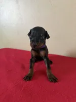 puppy 2, a female Doberman Pinscher for sale in Trenton, TN – 1 of 1