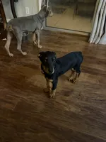 puppy 2, a female Doberman Pinscher for sale in Trenton, TN – 2 of 2