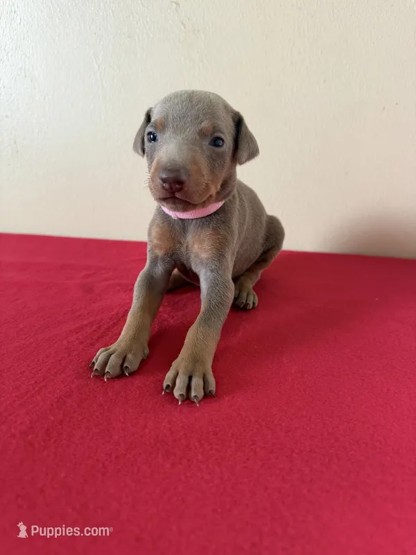 puppy 3 – Doberman Pinscher puppy for sale in Trenton, TN