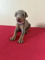 puppy 3, a female Doberman Pinscher for sale in Trenton, TN – 1 of 1