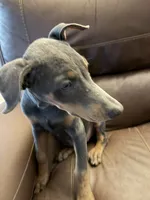 Blue Puppy , a female Doberman Pinscher for sale in Trenton, TN – 5 of 7