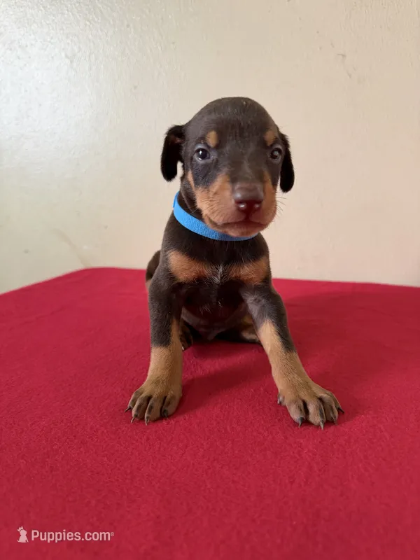 puppy 9 – Doberman Pinscher puppy for sale in Trenton, TN