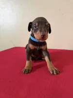 puppy 9, a male Doberman Pinscher for sale in Trenton, TN – 1 of 1