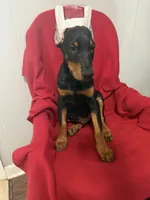 puppy 7, a male Doberman Pinscher for sale in Trenton, TN – 3 of 3