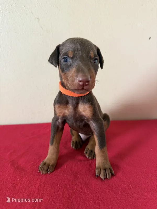 puppy 6 – Doberman Pinscher puppy for sale in Trenton, TN