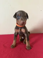 puppy 6, a male Doberman Pinscher for sale in Trenton, TN – 1 of 1