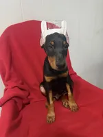 puppy 7, a male Doberman Pinscher for sale in Trenton, TN – 2 of 3
