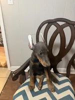 Blue Puppy , a female Doberman Pinscher for sale in Trenton, TN – 4 of 4