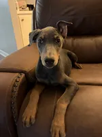 Blue Puppy , a female Doberman Pinscher for sale in Trenton, TN – 6 of 7