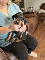 puppy 1, a female Doberman Pinscher for sale in Trenton, TN – 2 of 2