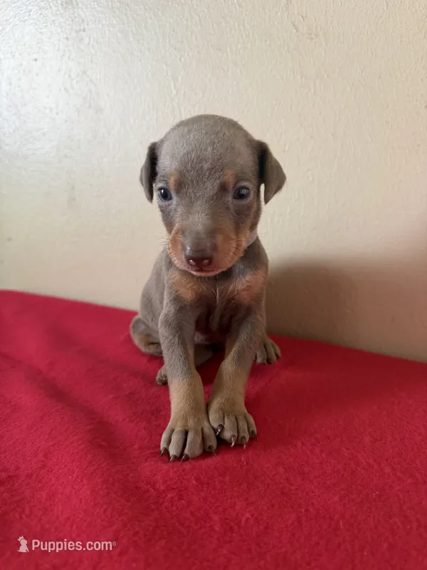 puppy 4 – Doberman Pinscher puppy for sale in Trenton, TN