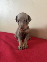 puppy 4, a female Doberman Pinscher for sale in Trenton, TN – 1 of 1