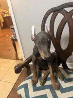 Blue Puppy , a female Doberman Pinscher for sale in Trenton, TN – 2 of 4